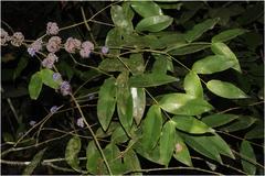 Memecylon malabaricum